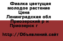 Фиалка цветущая молодое растение › Цена ­ 100 - Ленинградская обл., Приозерский р-н, Приозерск г.  »    